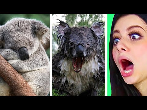 Are these cute animals EVIL ???