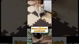 Atak padaczki u kota