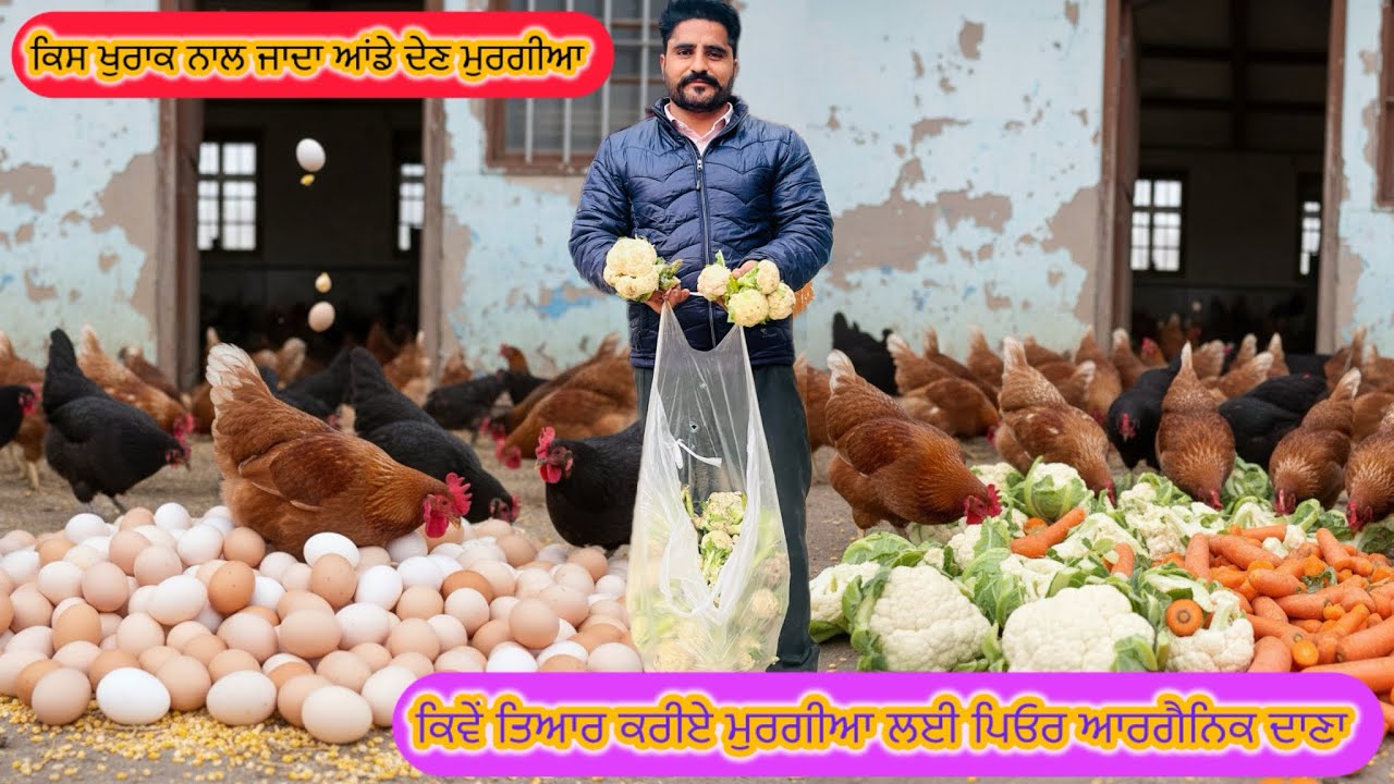 ਕਿਵੇਂ ਵਦਾ ਸਕਦੇ ਆ ਮੁਰਗੀਆ ਤੋ ਆਂਡੇ ?