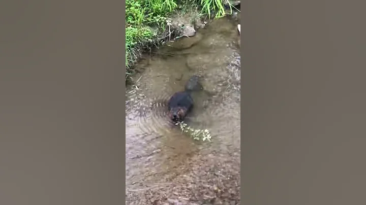 Beaver at NCR trail (MD) at dusk