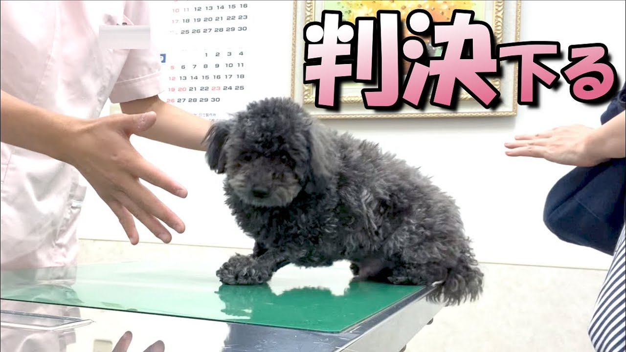 初めてのトリミングで変身 ティーカッププードル 生後4か月の子犬 ぽんちゃん初めてのトリミングに行く Youtube