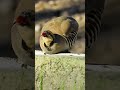 Partridges Drinking Water 