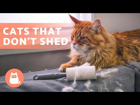 Video: Kaķu šķirnes, kurām nav nepieciešams daudz kopšanas