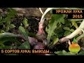 Первый настоящий урожай лука (и его сорта)