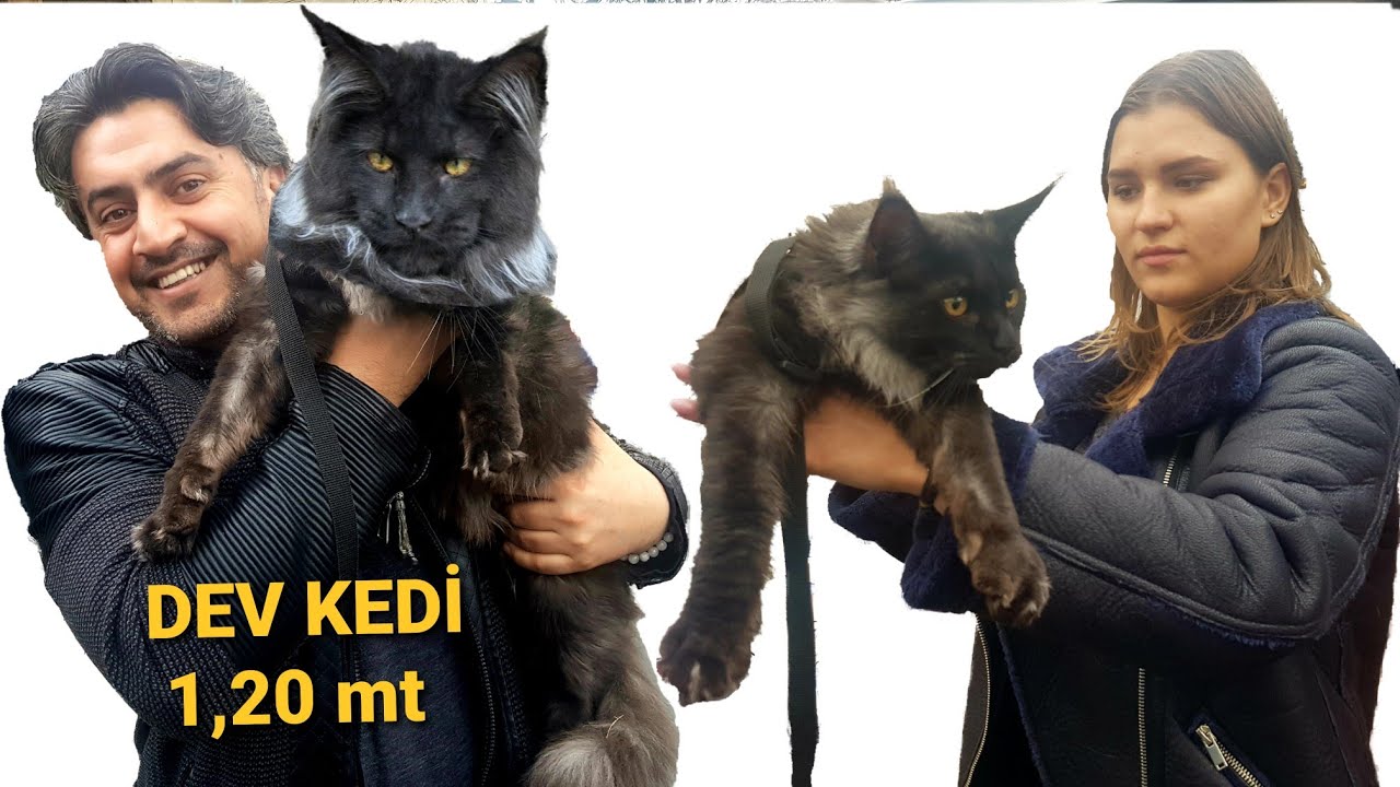 maine coon kedi fiyatları