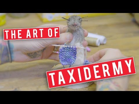 Comment devenir taxidermiste | Brooklyn Taxidermie