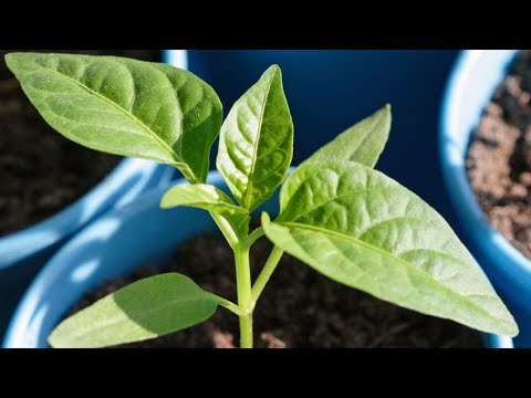 Video: Jardinería en contenedores: cultivo de hortalizas en contenedores