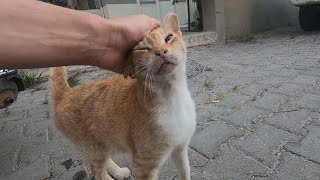 Ginger cat with dirty face meowing loudly for food and love