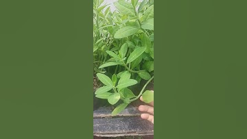 cách nhận biết cây thạch anh, cận cảnh cây thạch anh