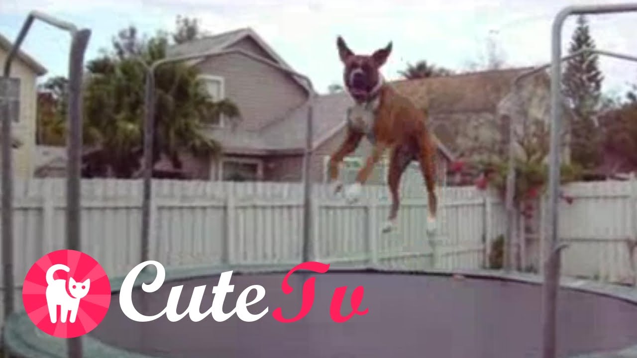 Dogs on trampoline YouTube
