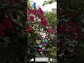 Short video /beautiful morning with beautiful flowers ..