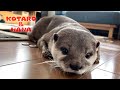 カワウソの１日の運動量がハンパないっ！　Otters Get The Zoomies!