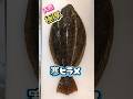 極厚ヒラメを捌いたら凄い歩留まり率を叩き出しました #ヒラメ刺身 #ヒラメ5枚おろし #ヒラメ捌き方
