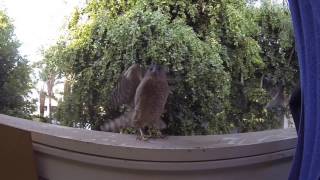 Falcon Attack Crazy, Insane, Wild, Never Before Seen Footage