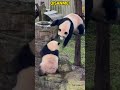 三妹玩水,被妈妈看到了,连扇几个耳光 #panda #redpanda夕消 #cute #redpanda夕消 #上野パンダ #animals #cutepanda #萌宠 #pets #funny
