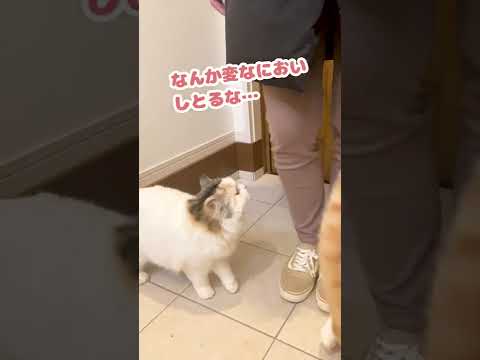 因果応報ともゆうけどな【おしゃべりする猫】 #Shorts