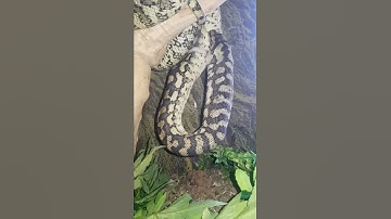 Coastal carpet python feeding
