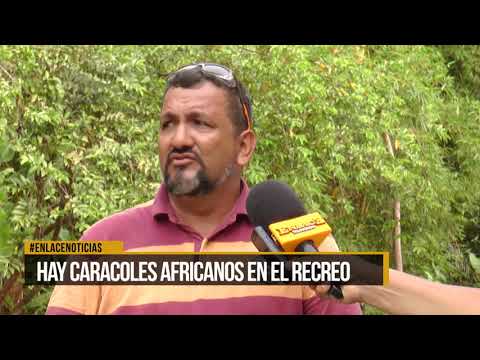 Hay Caracoles africanos en el recreo