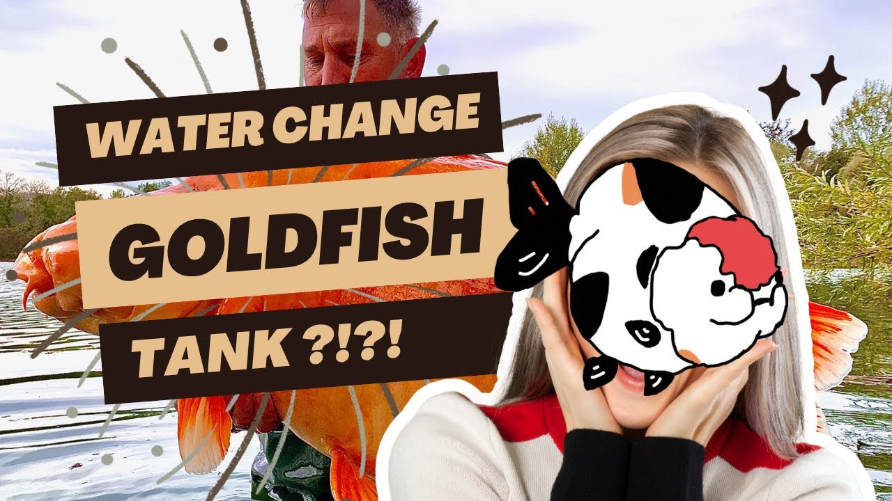 Seachem Safe Goldfish Water Change! YouTube