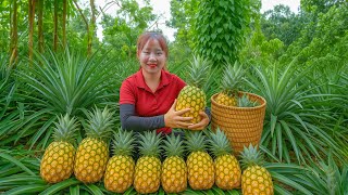Harvesting Pineapple Go To Market Sell - How To Grow Pineapple Lucias Daily Life