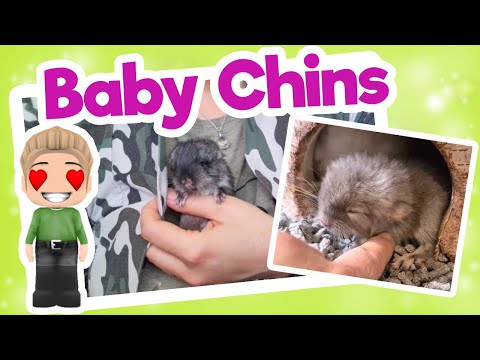 Video: Hoe Zorg Je Voor Baby-chinchilla?