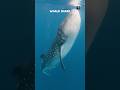 Why This Giant Fish Drinks the Ocean 😱