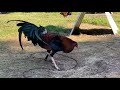 Iron Creek Gamefarm | Alfredo Flores | Gamefowl Industry