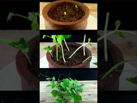 Video: Nab Gourd Info - How To Grow Snake Gourds