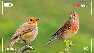 Birds Singing - Relaxing Bird Sounds, Breathtaking & Soothing Nature, Stress Relief Sounds