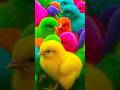 Ayam Lucu, ayam warna warni, ayam rainbow, kelinci lucu, bebek lucu, ikan koi, Hewan Lucu