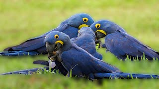 Hyacinth Macaws Eating Together In Pant Anodorhynchus Hyacinthinus