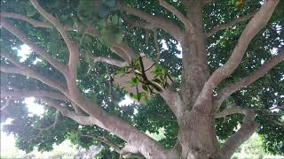 水蓮山莊的台灣藍鵲-- justinrio2020暑假