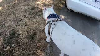 Dogo Argentino walks owner 🤣