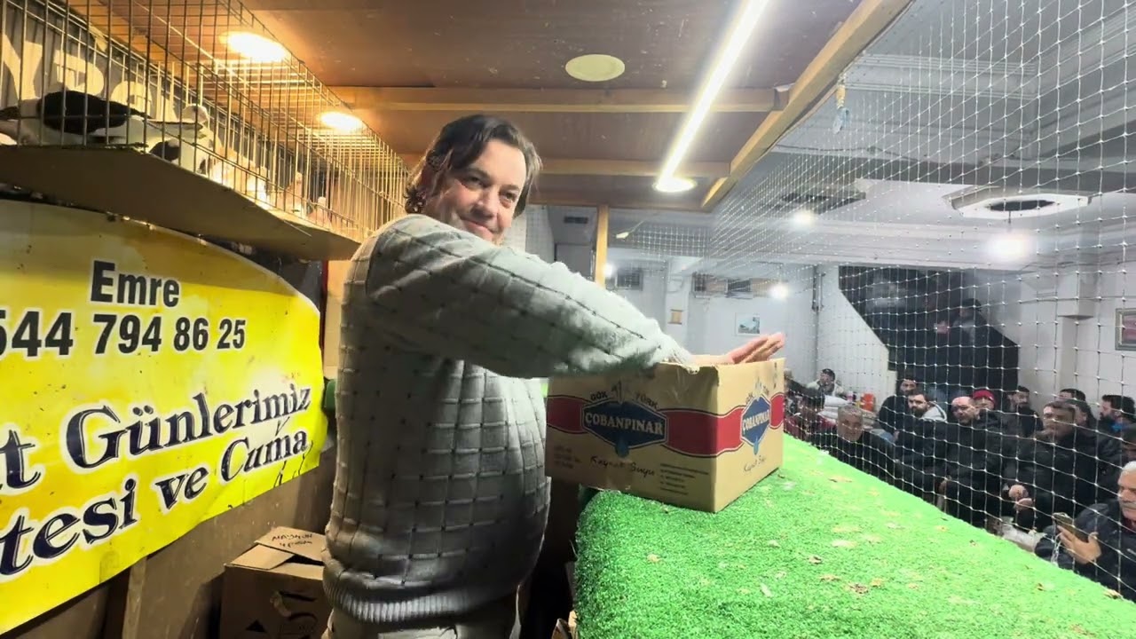 GÜVERCİN MEZATI BAYRAMPAŞA ARENA İYİ SEYİRLER 