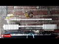 Suara Panggilan Kenari Betina Memancing Jantan Minta Kawin Mp3 - Mp4 Download