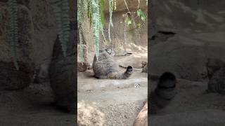 🍑🍑🍑Manul Az アズ尻尾🍑🍑 #manul #マヌルネコ #兔猻 #zoo #神戶動物王國 #animals