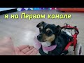 Собака -спинальник из Осетии выброшенная хозяевами на кладбище попала на Первый канал!Видели видео!?