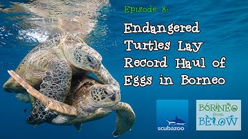 Endangered Turtles Lay Record Haul of Eggs in Borneo! | Borneo from Below (S01E08)
