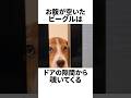 ビーグルを飼うと笑いが絶えない