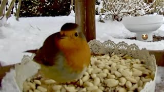 Videos for Cats to watch - Treat your Birds during Winter - Cat TV Bird Watch by Rescued Angel 104 views 5 months ago 5 minutes, 14 seconds