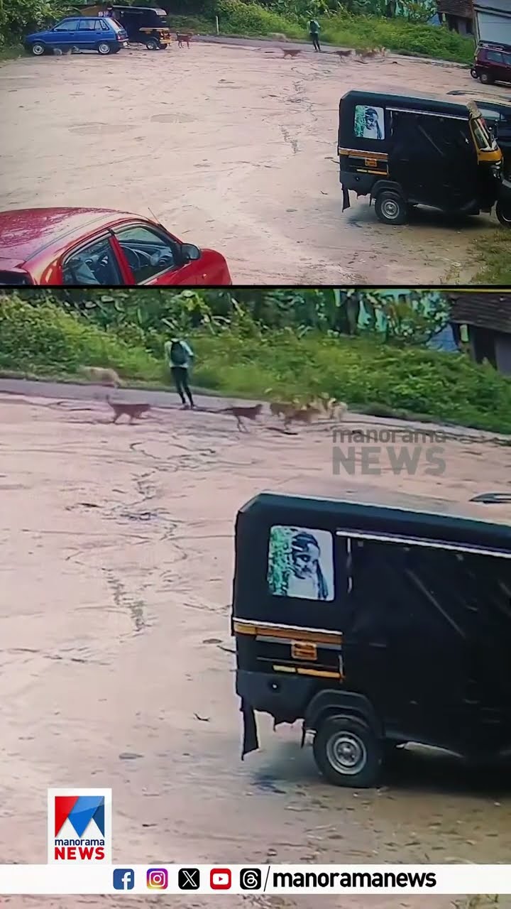പാഞ്ഞടുത്ത് പത്തോളം തെരുവുനായ്ക്കൾ; കൽപ്പറ്റയിൽ യുവാവിനു നേരെ തെരുവുനായ്ക്കളുടെ ആക്രമണം #straydog
