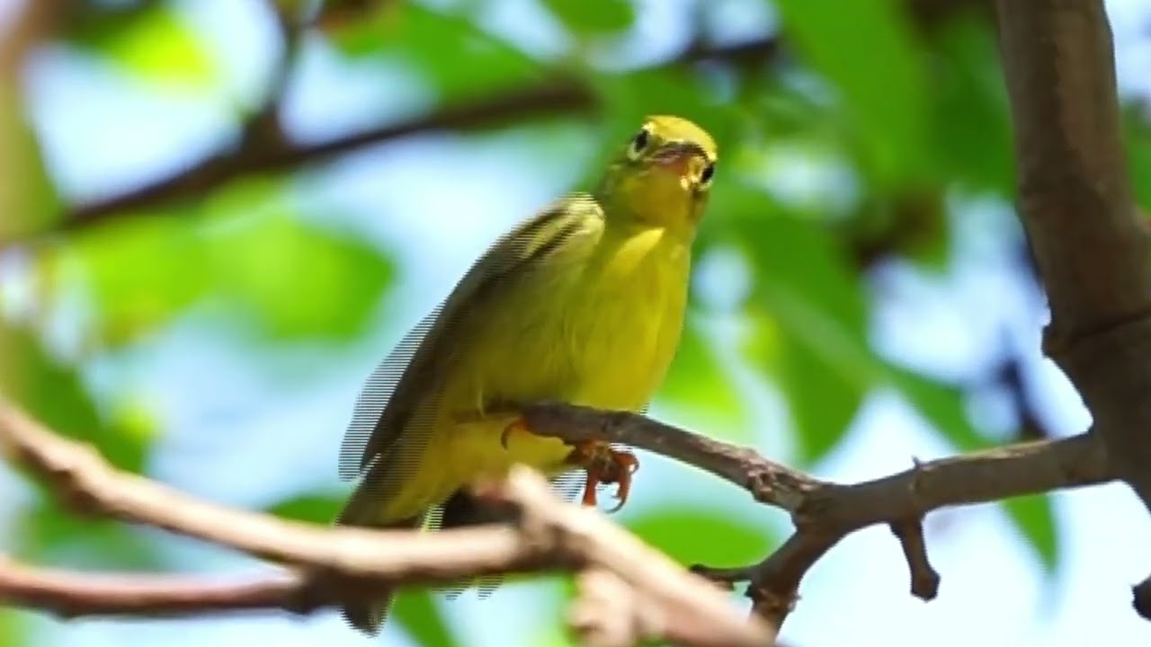 BROWN THROATED SUNBIRD