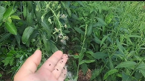 Cây bồ công anh việt nam cách nhận biết và sử dụng