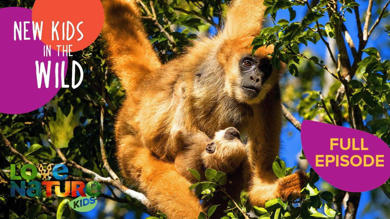 Endangered Monkey Takes Her First Steps | New Kids In The Wild 203