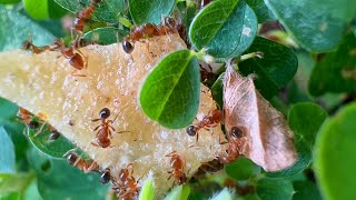 What Really Happens When Ants Find Food? #ants #animals #nature by Nature - Life Captured 108 views 2 months ago 2 minutes, 30 seconds