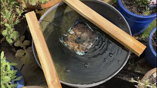 Relaxing Water Trickling Stream Sound & Bird Song 10 mins Before Sunset