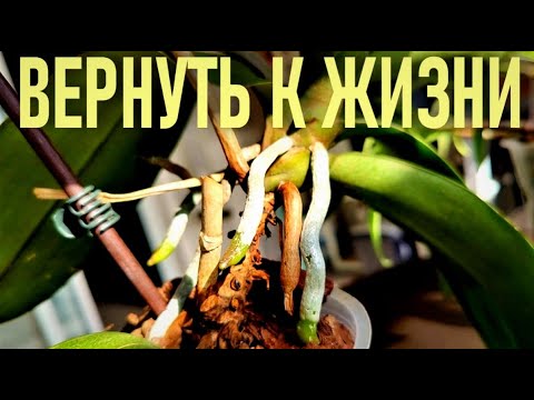 Video: Холли Бушту трансплантациялоо: Холли бадалдарын жылдыруу жөнүндө маалымат