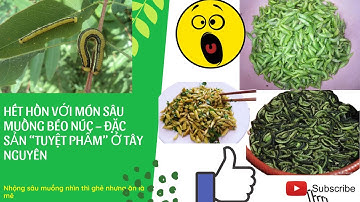 kinh dị với món sâu muồng béo núc – đặc sản “tuyệt phẩm” ở Tây Nguyên