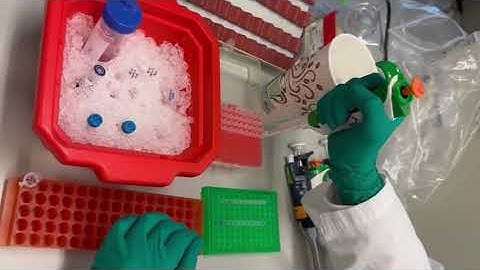 Introduction to Polymerase Chain Reaction (PCR)