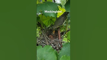 Amazing  mockingbird feeding. @Wide Open Transit Farm